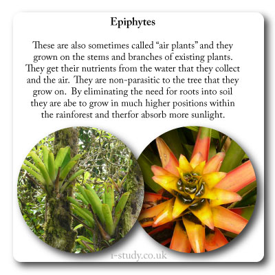 Epiphytes and air plants